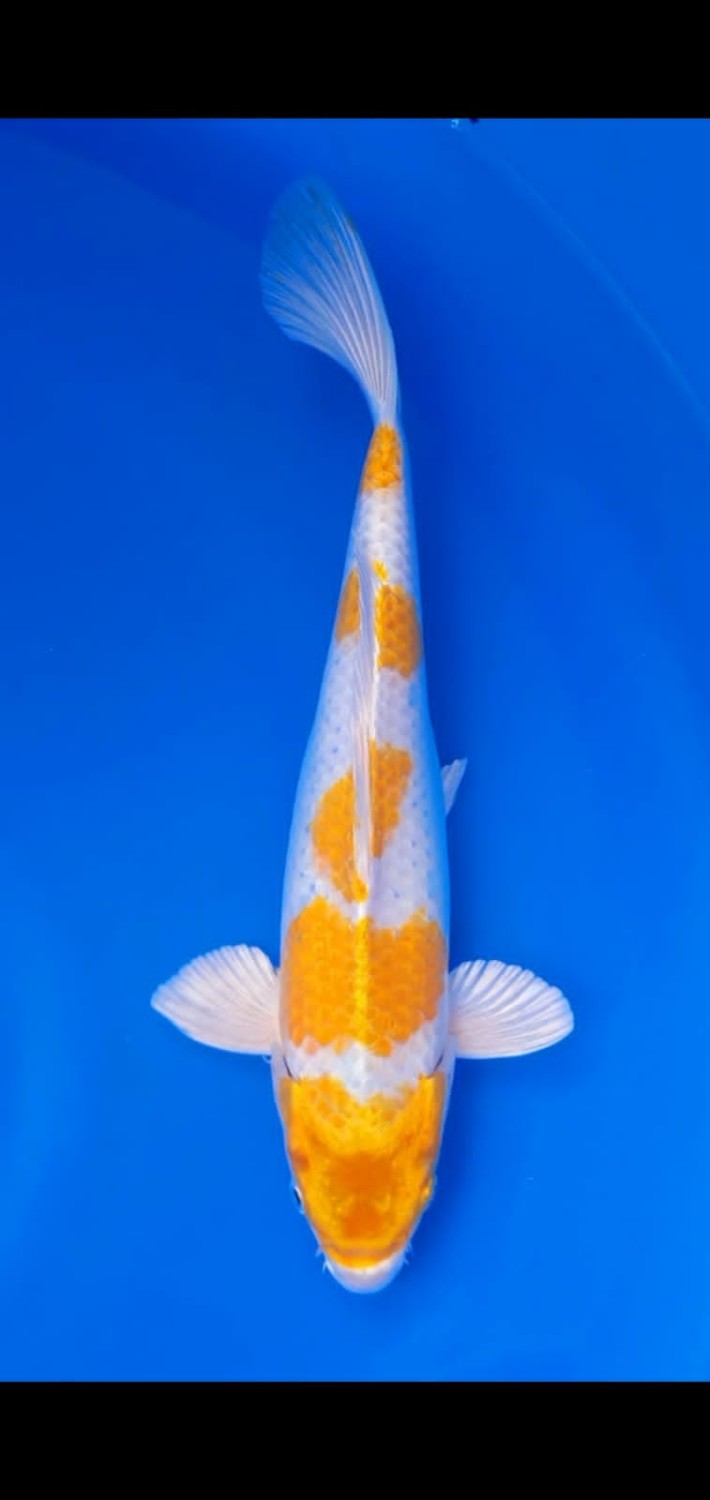 Juara 3