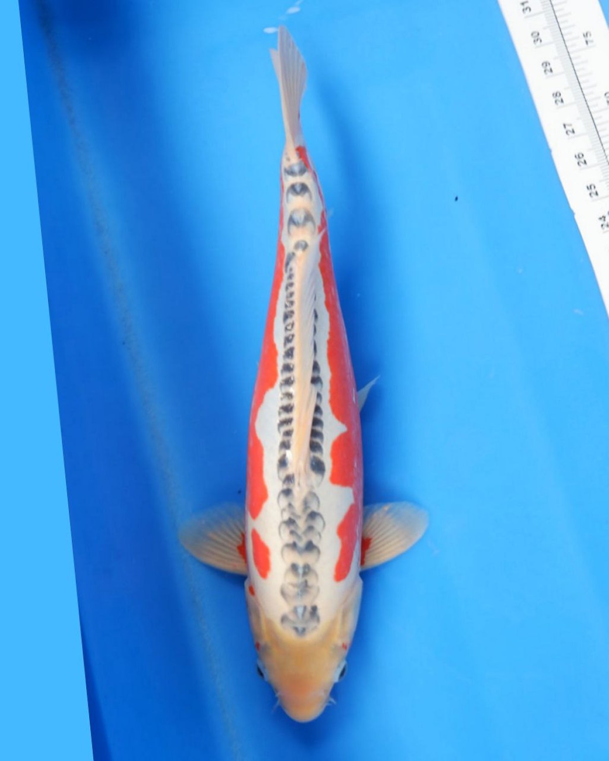 Juara 1