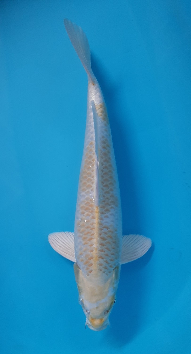 Juara 2