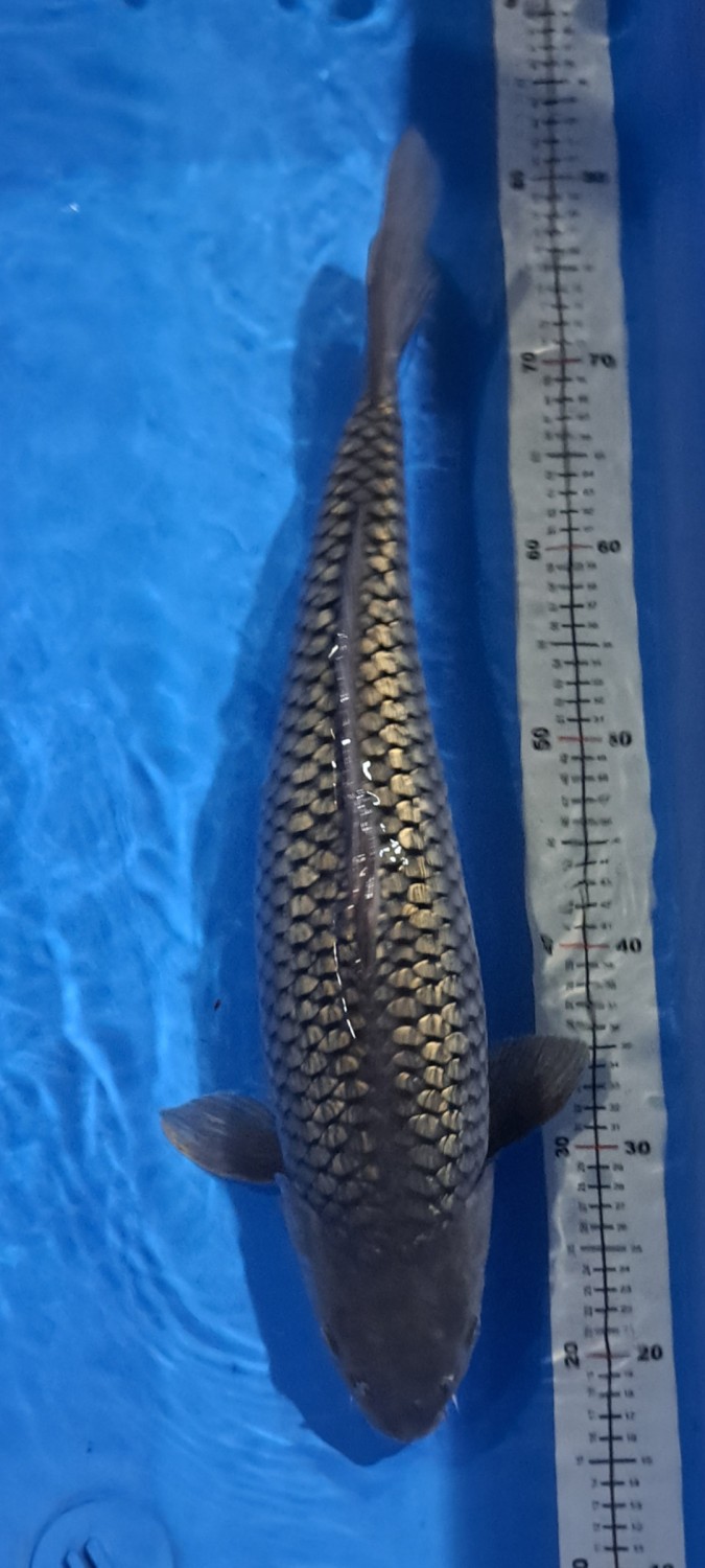 Juara 1
