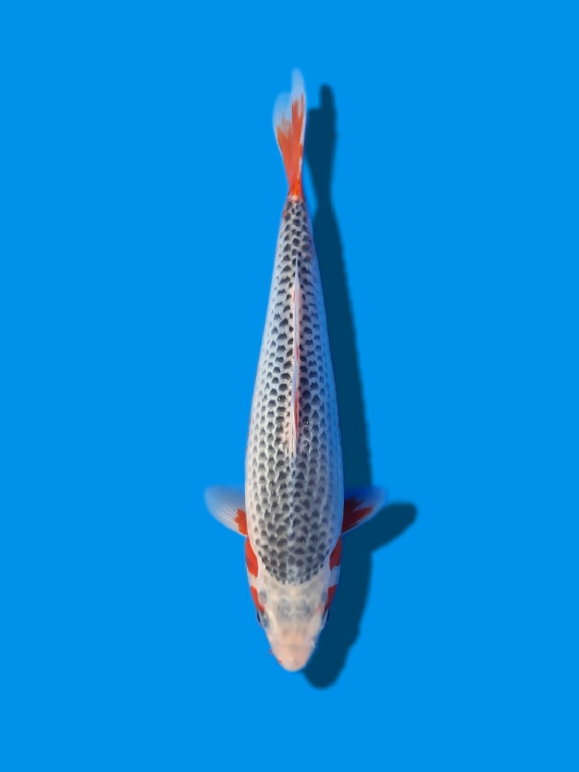 Juara 1