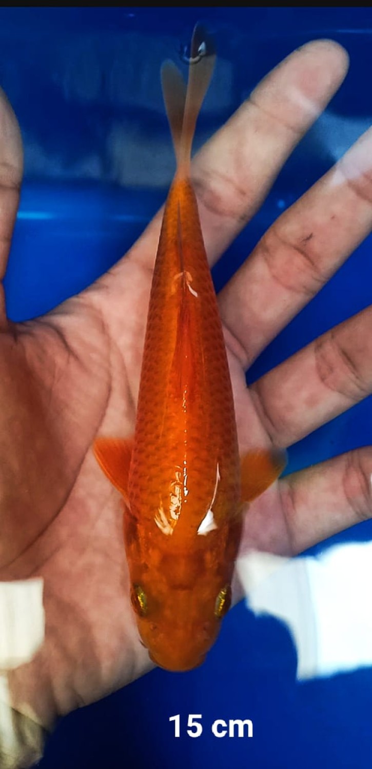 Best In Size E 13-15 cm