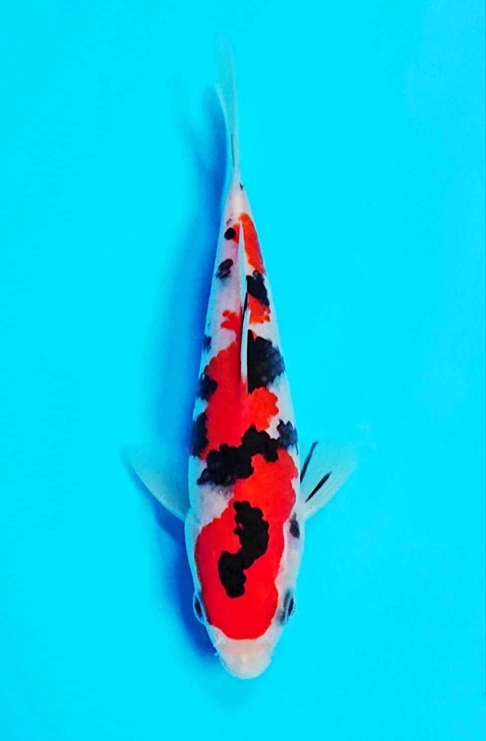 Best In Size A 13-15 cm