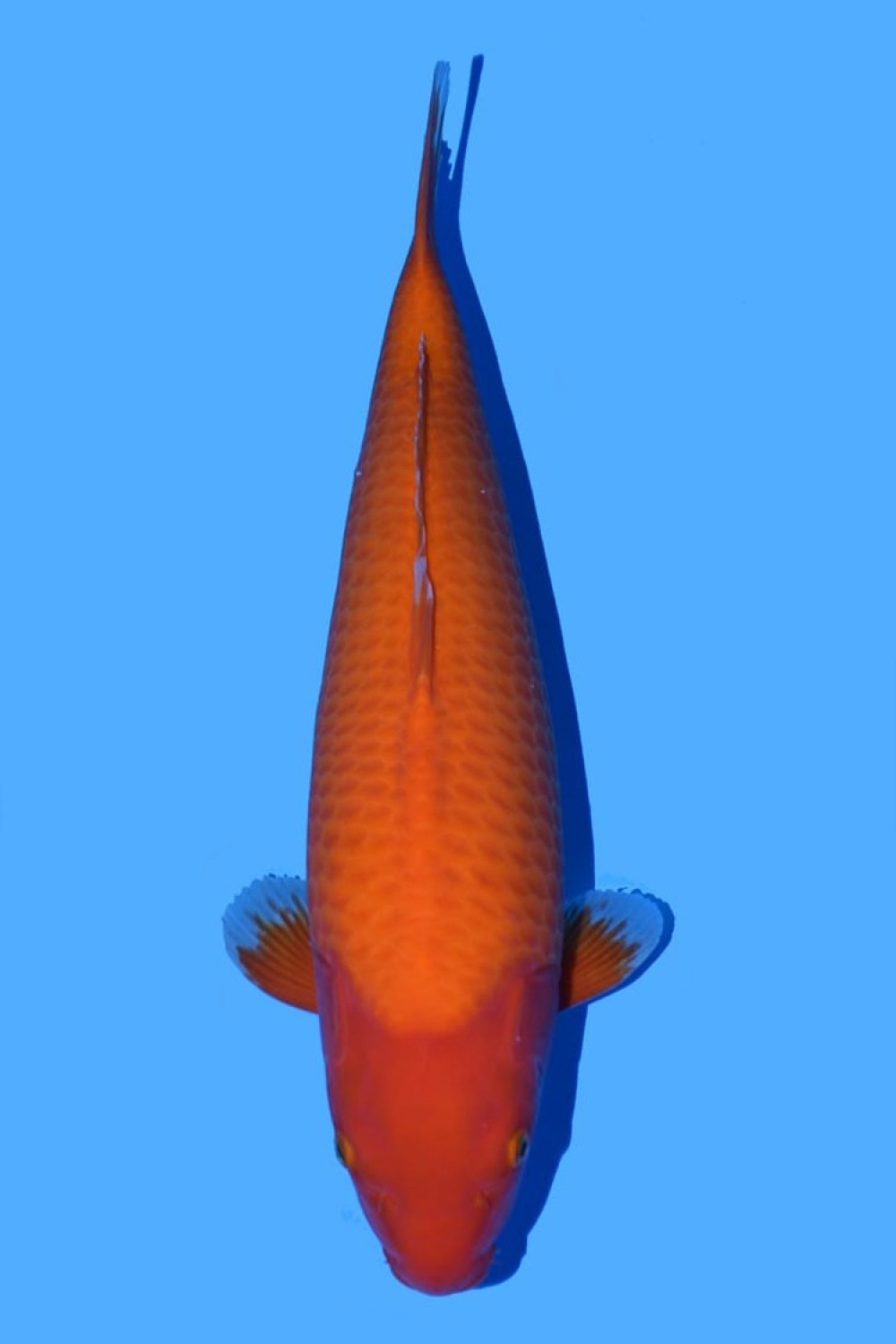 Juara 1