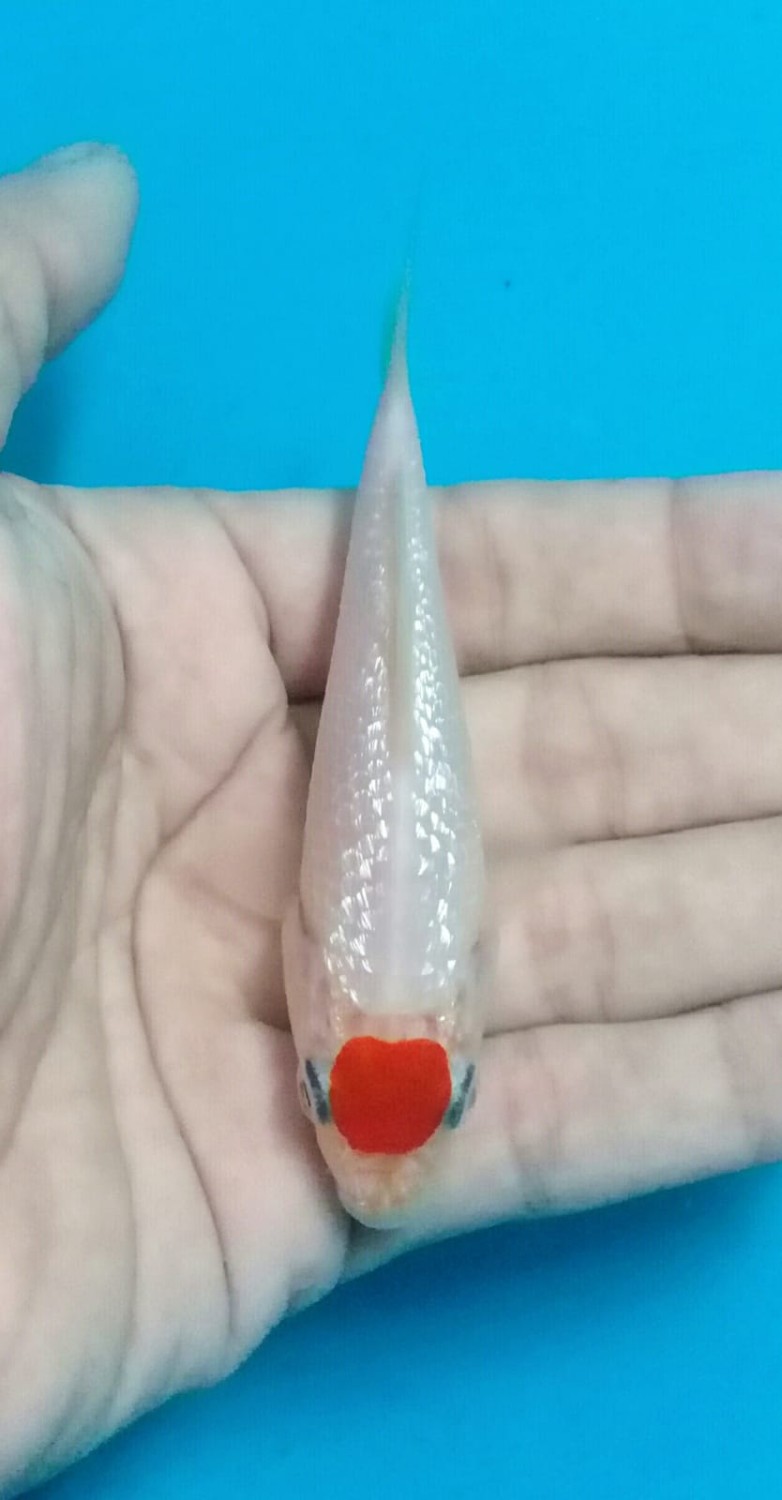 Juara 2