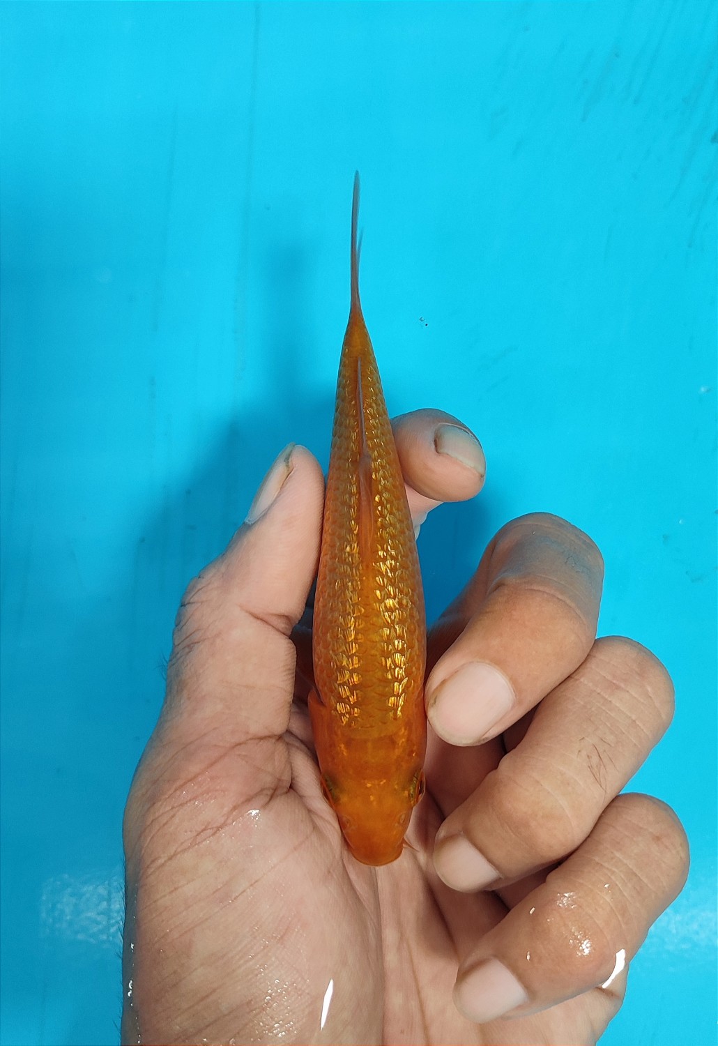 Juara 3