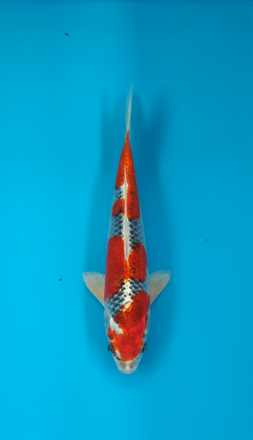 Juara 2