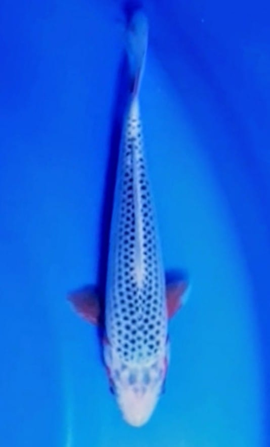 Juara 3