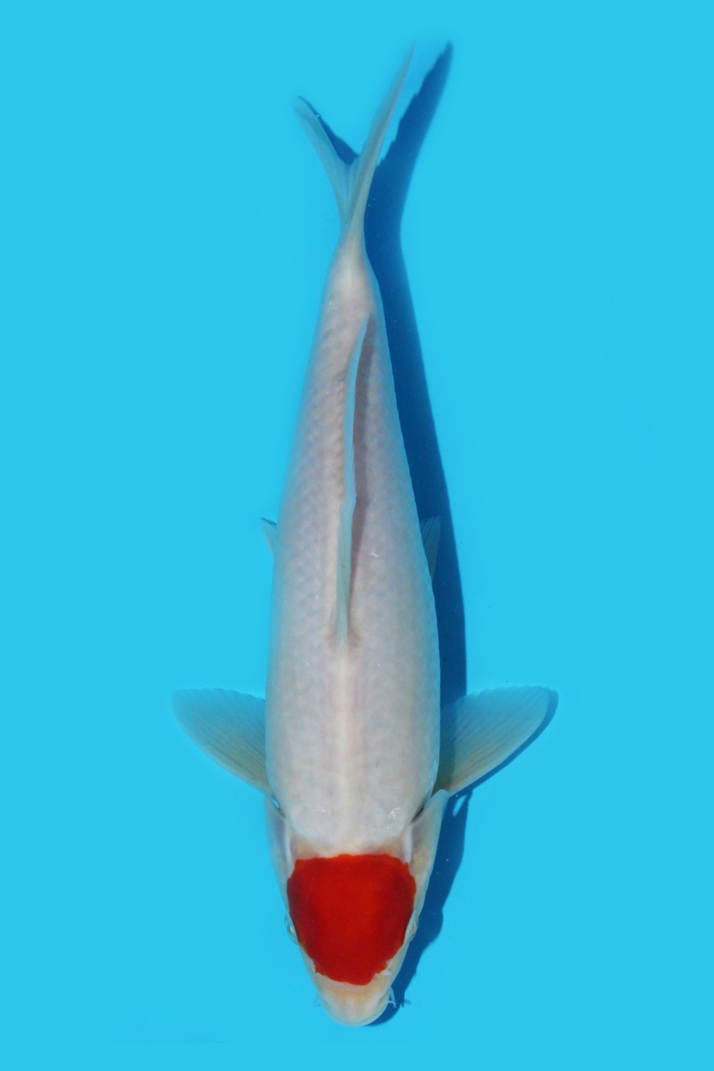 Juara 2