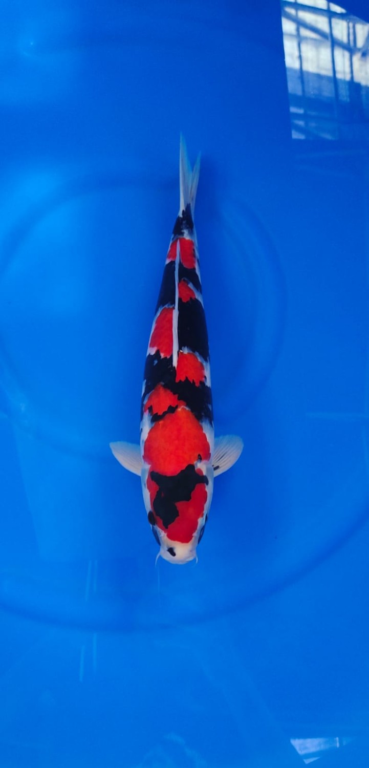 Best In Size A 46 - 50 cm