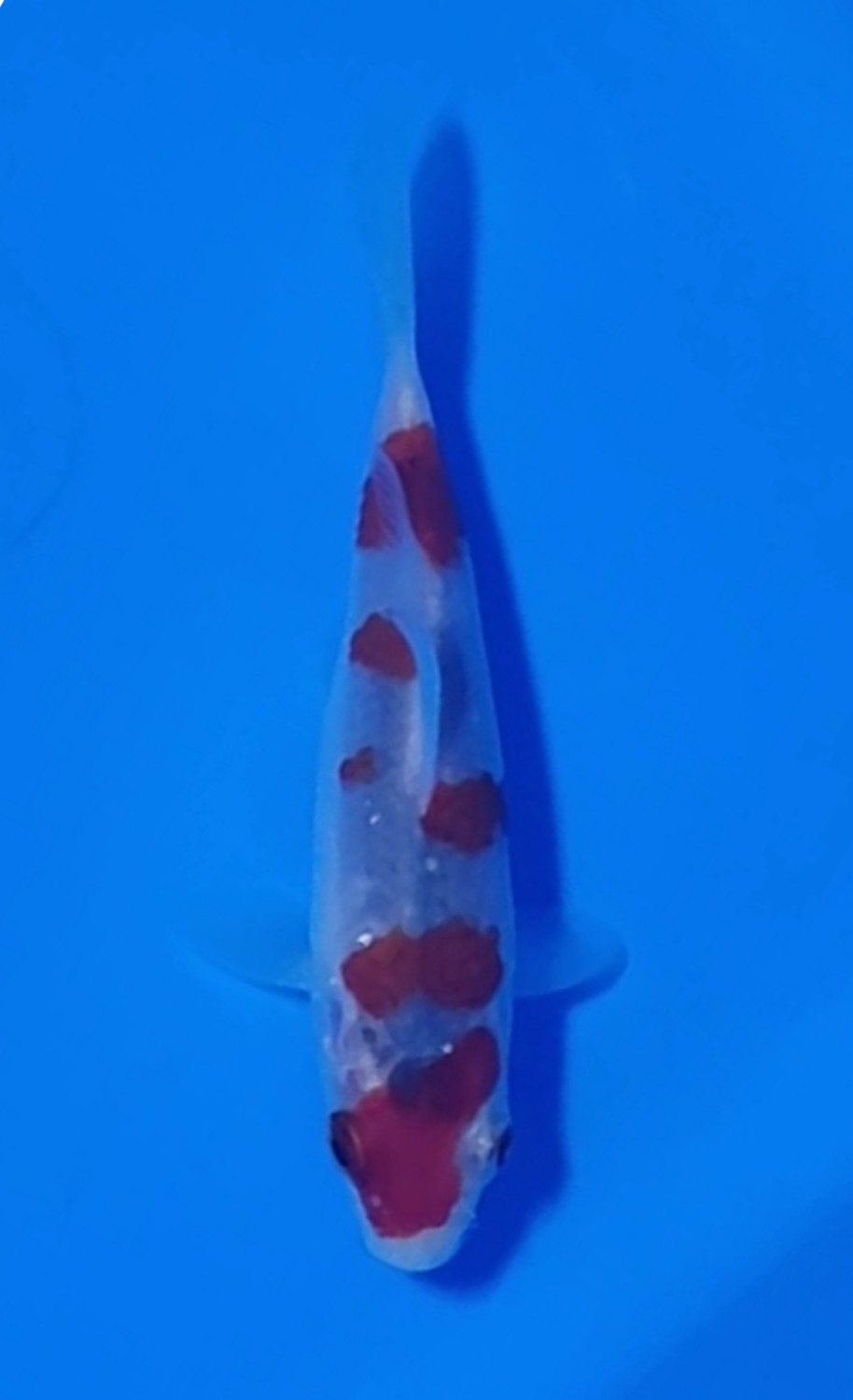 Juara 1