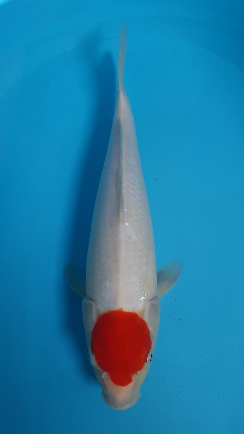 Juara 1