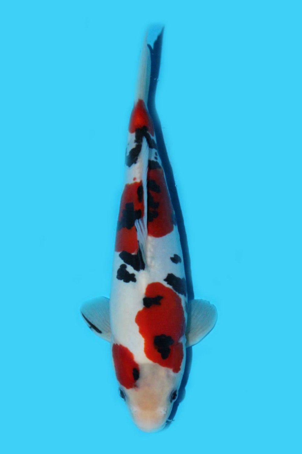 Juara 2