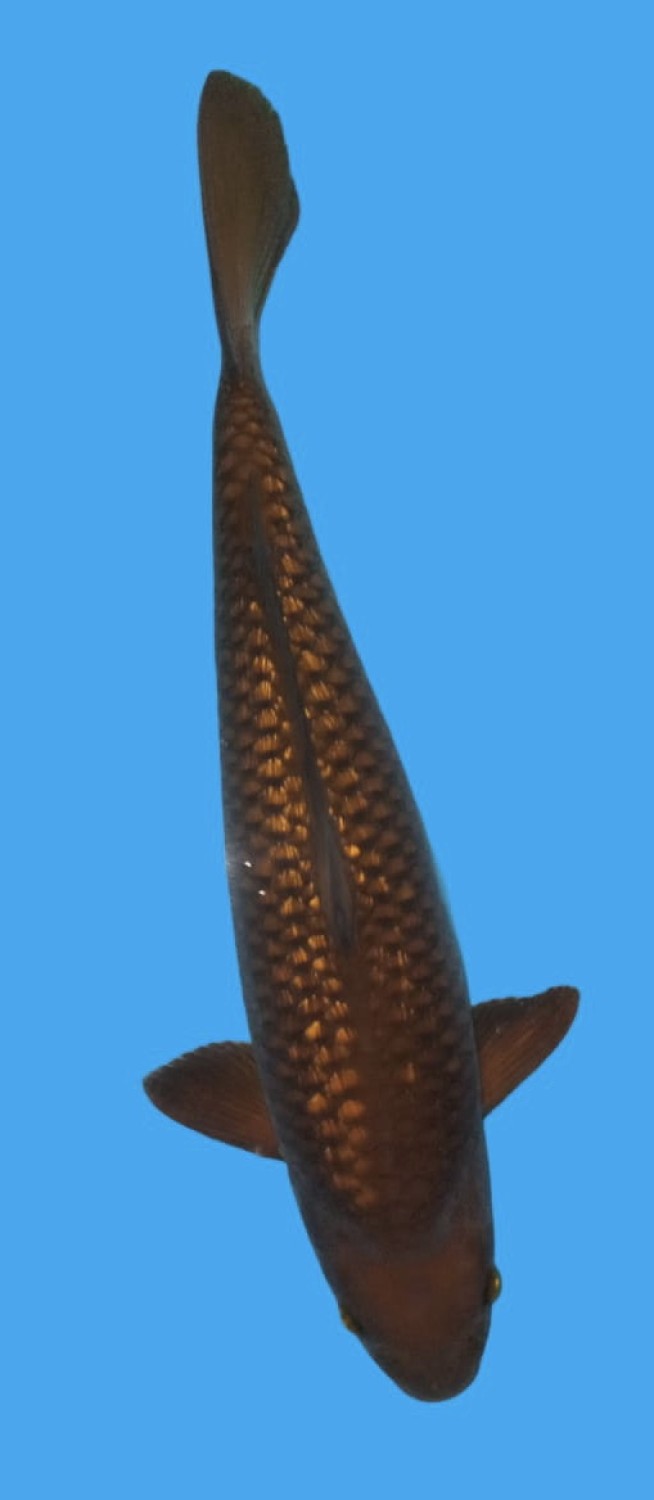 Juara 1
