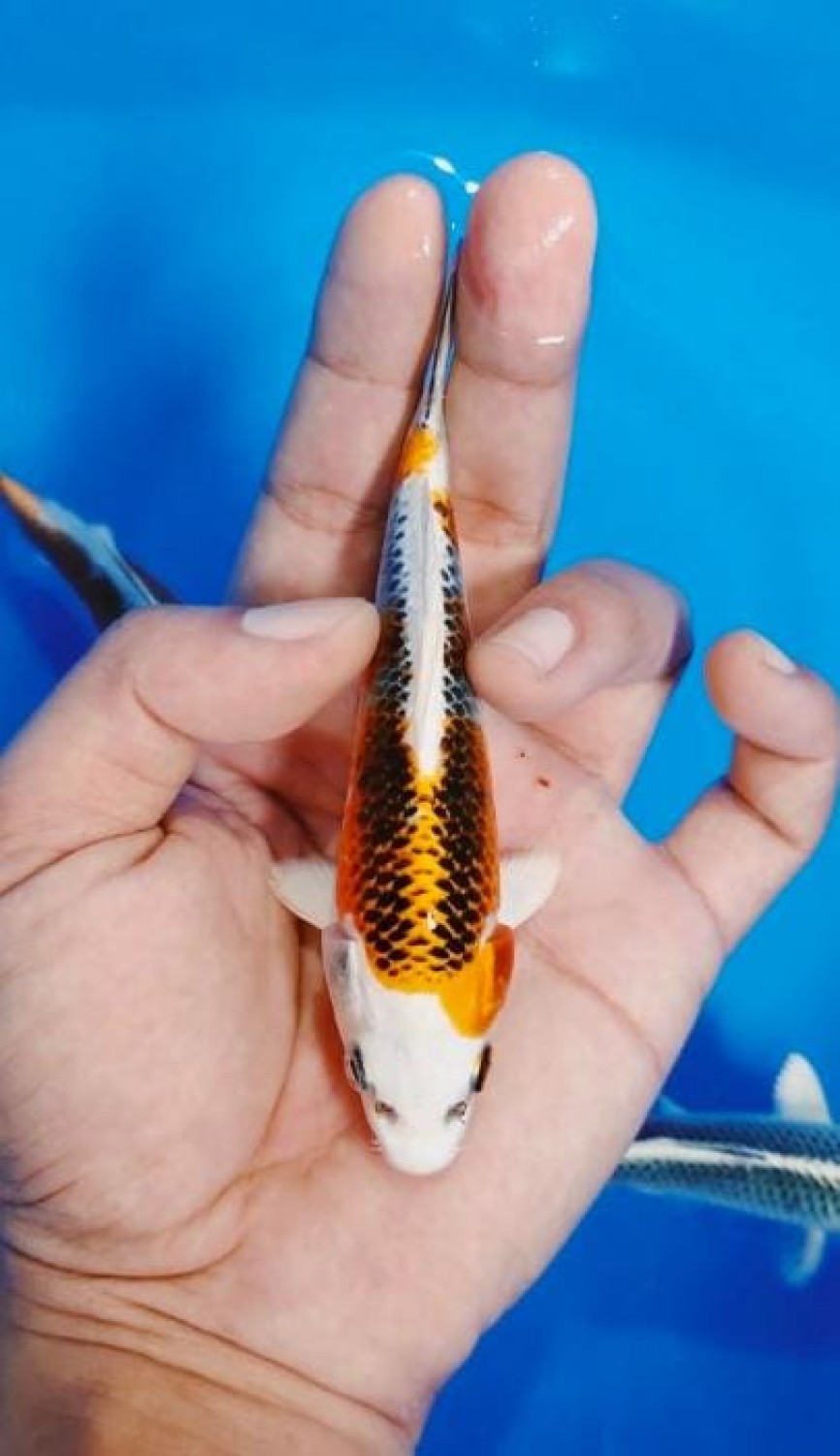 Juara 2