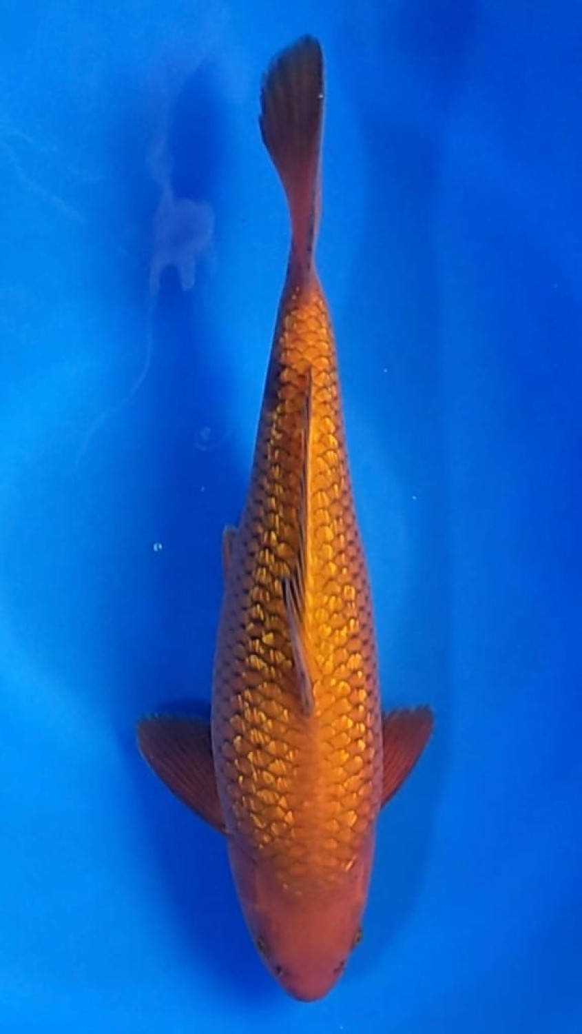 Juara 4