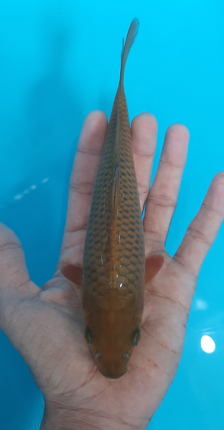 Juara 1