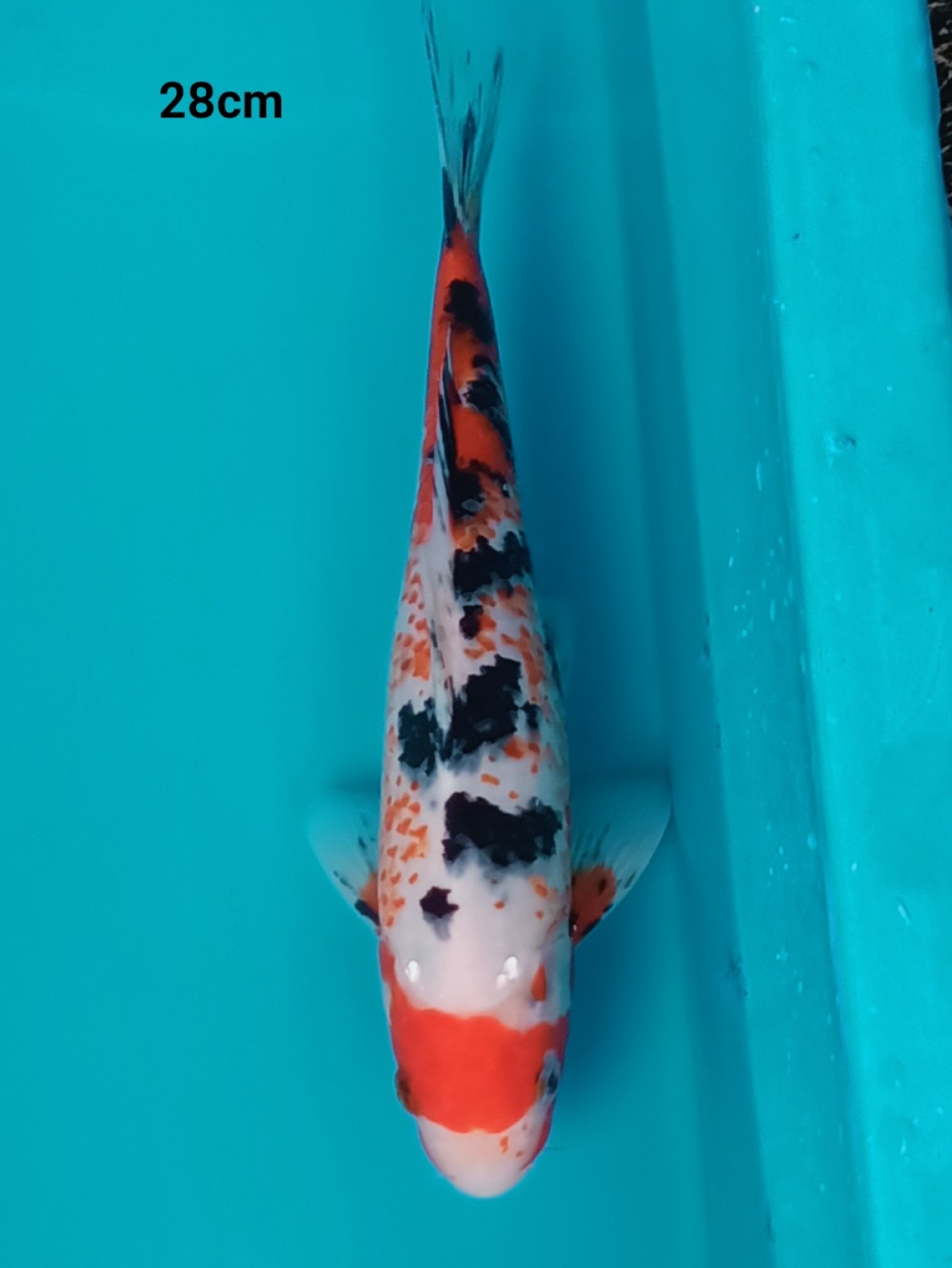 Juara 2