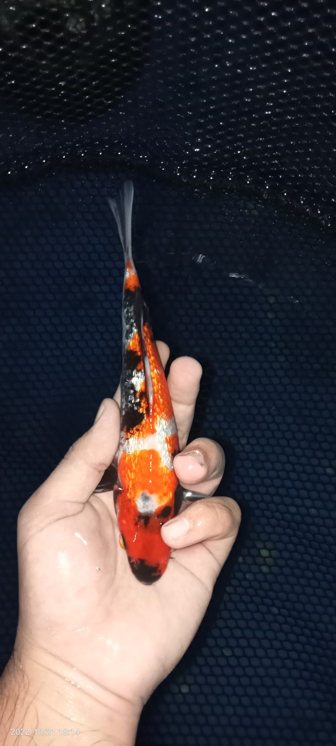 Juara 5