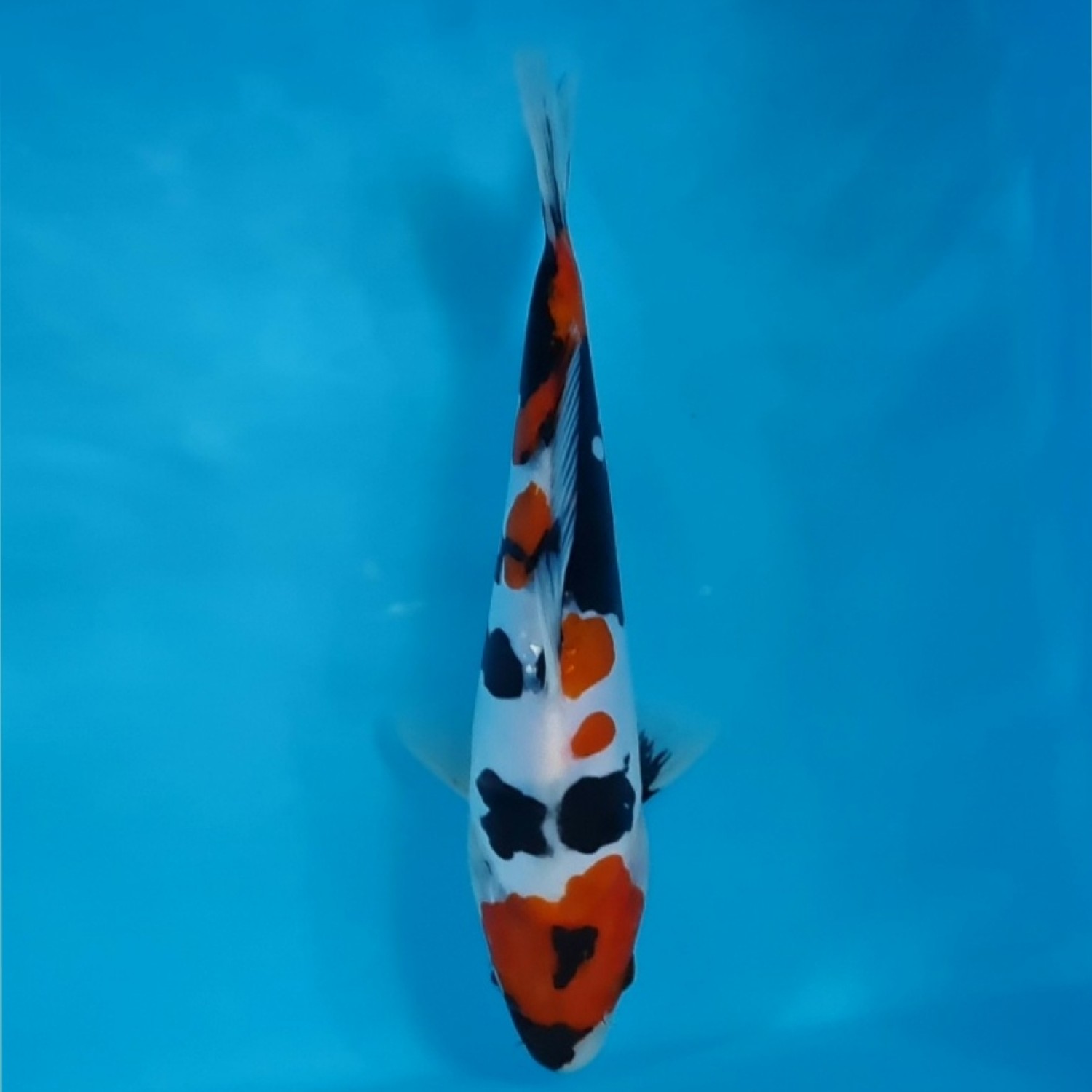 Juara 1
