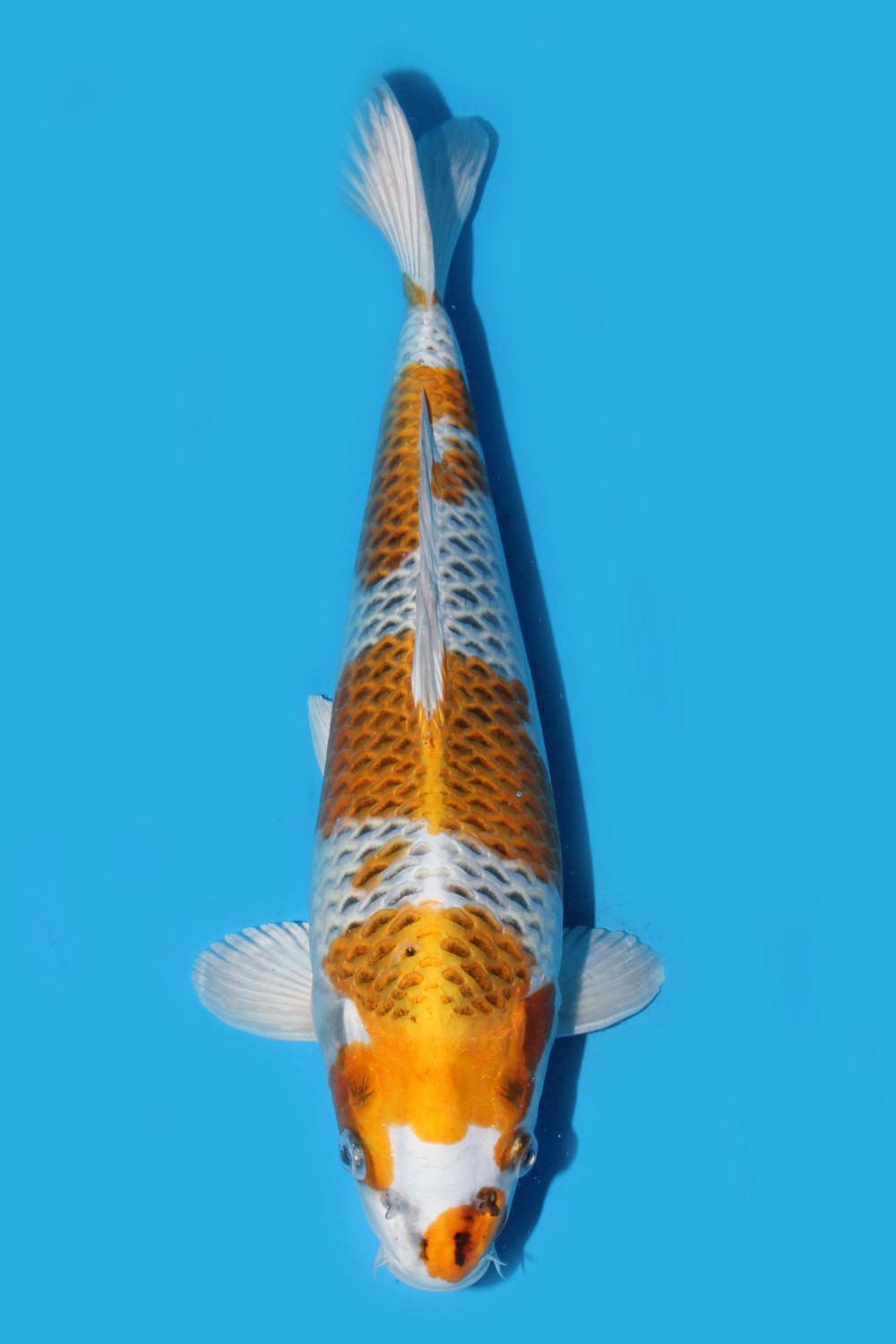 Juara 1