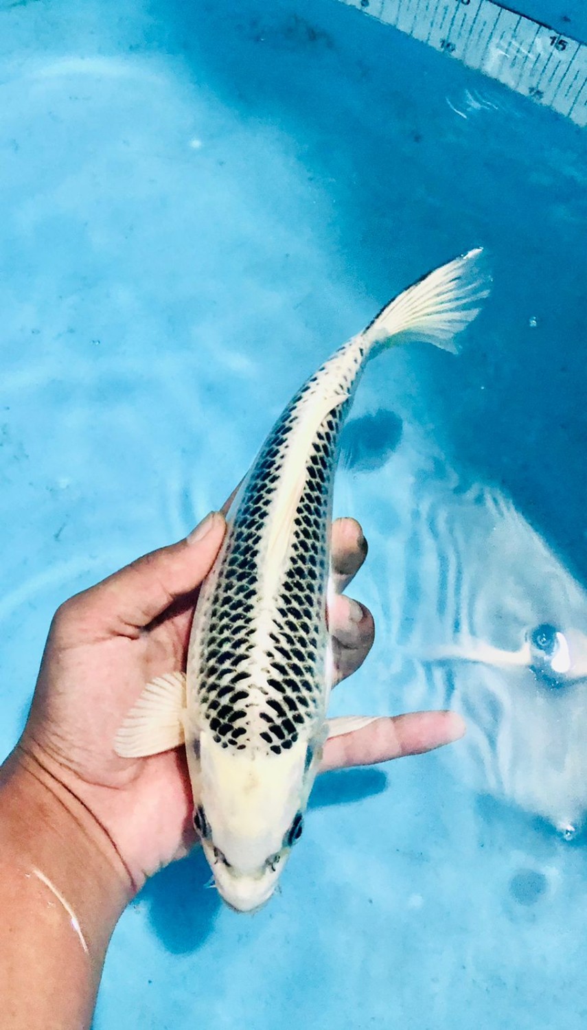 Juara 1