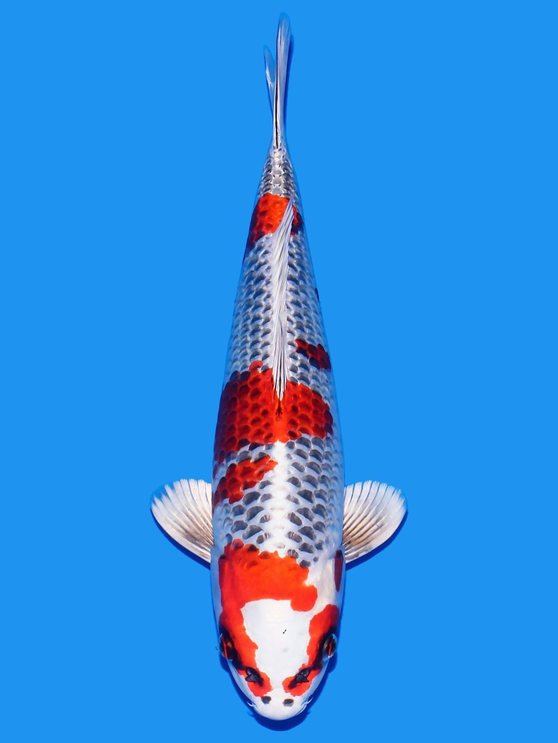 Juara 1