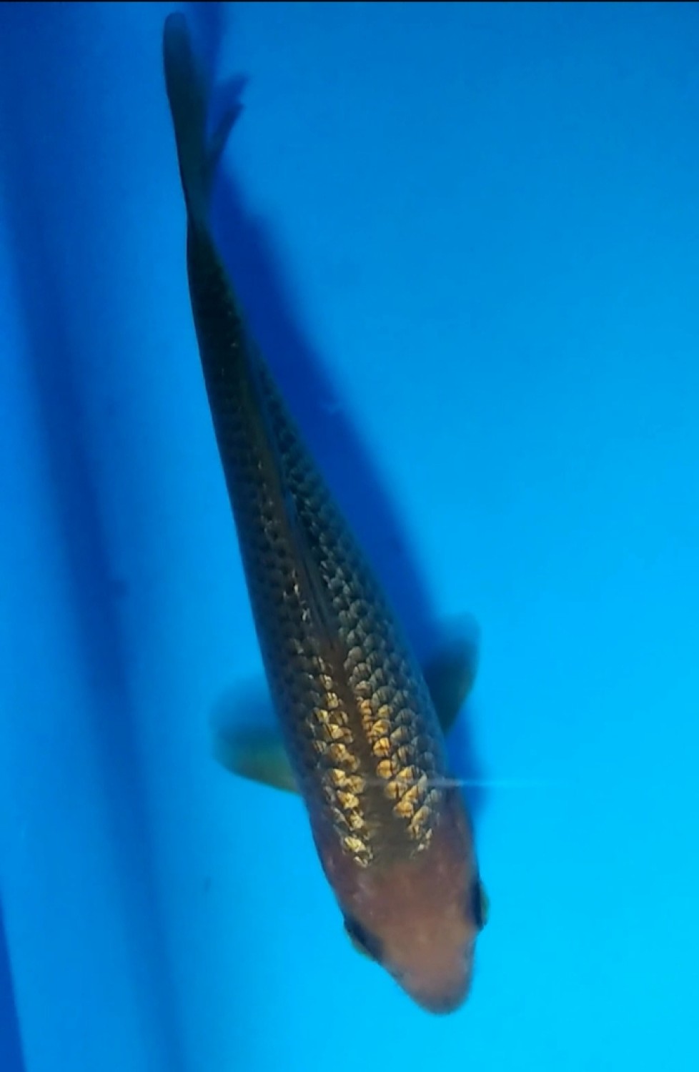 Juara 1