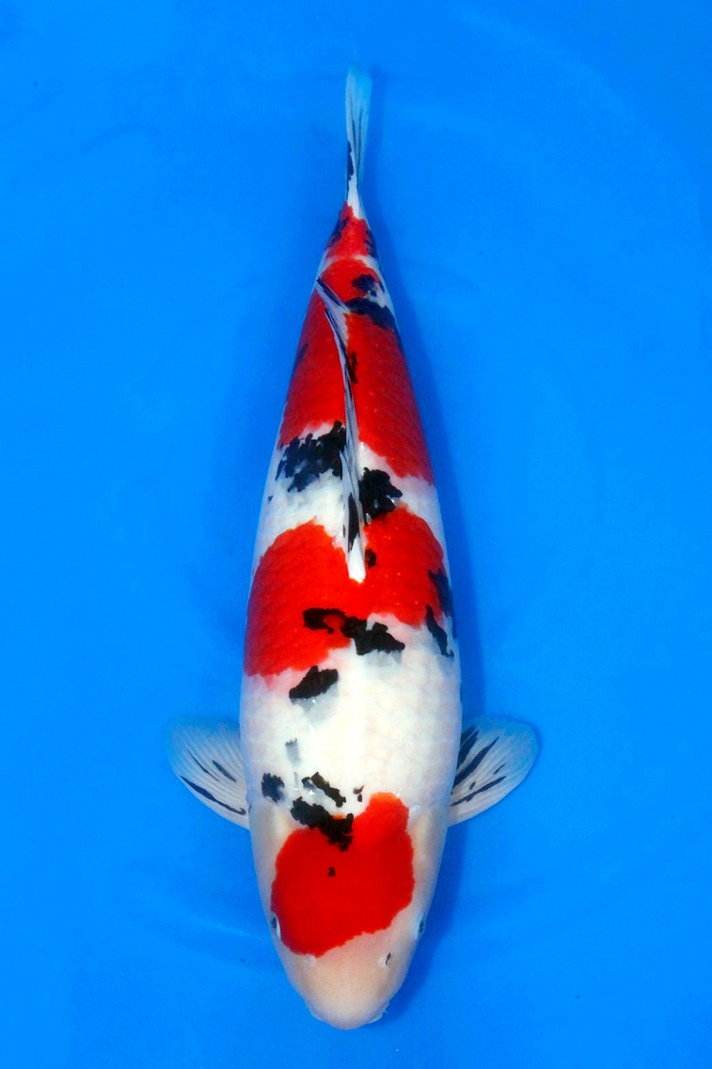 Juara 1