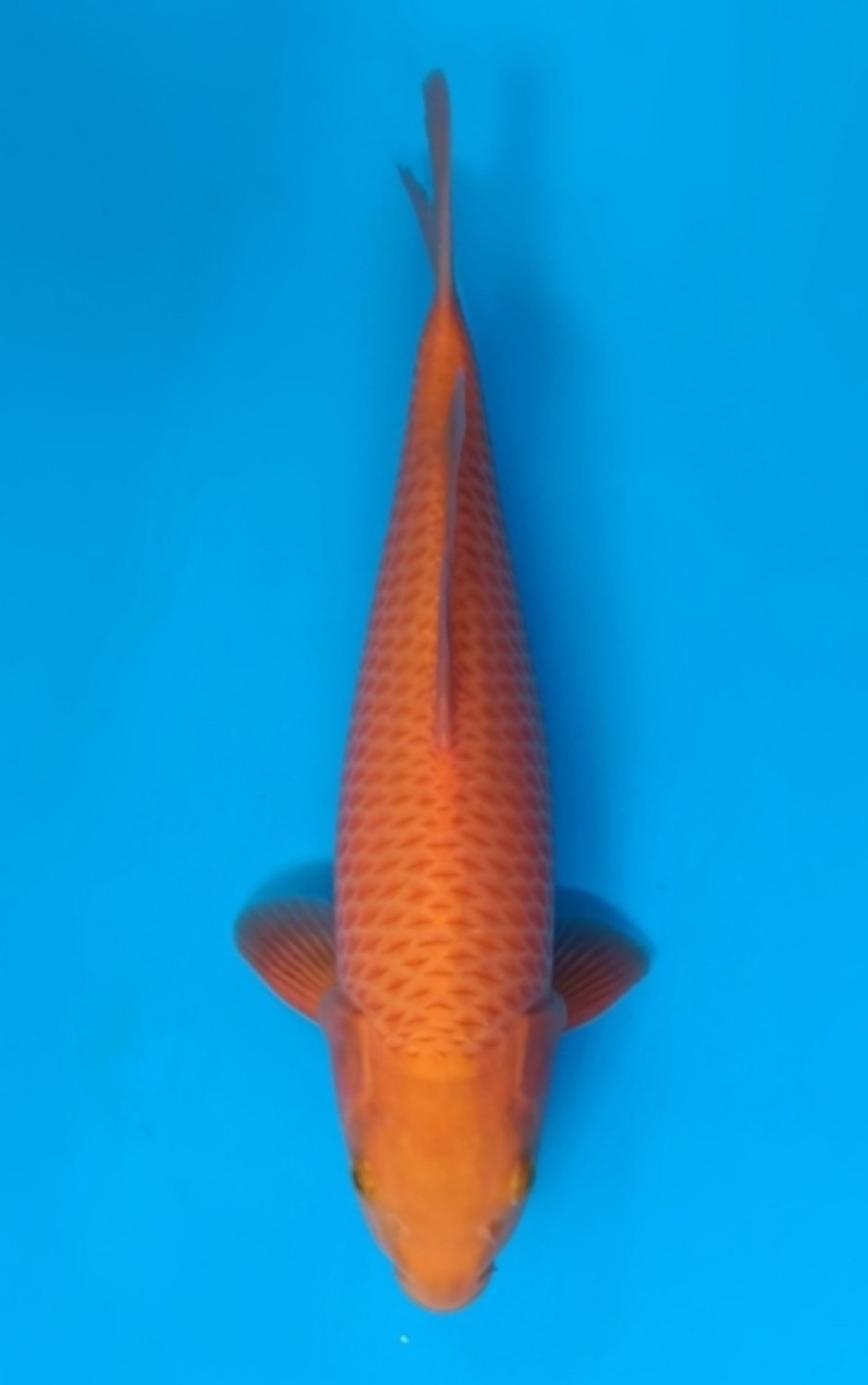Juara 4