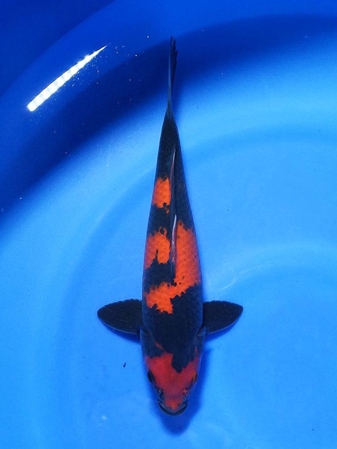Juara 2