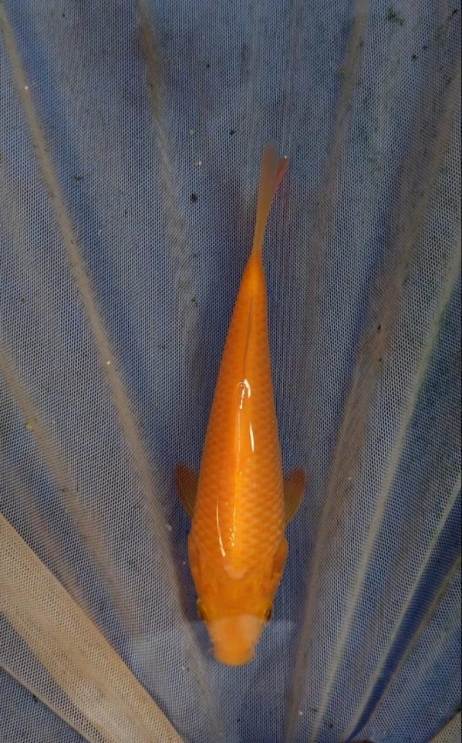 Juara 2