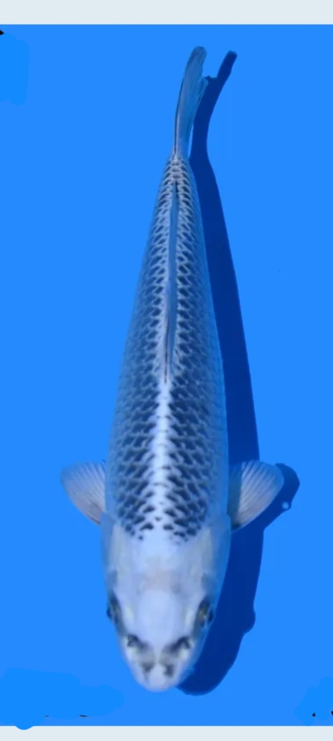 Juara 5