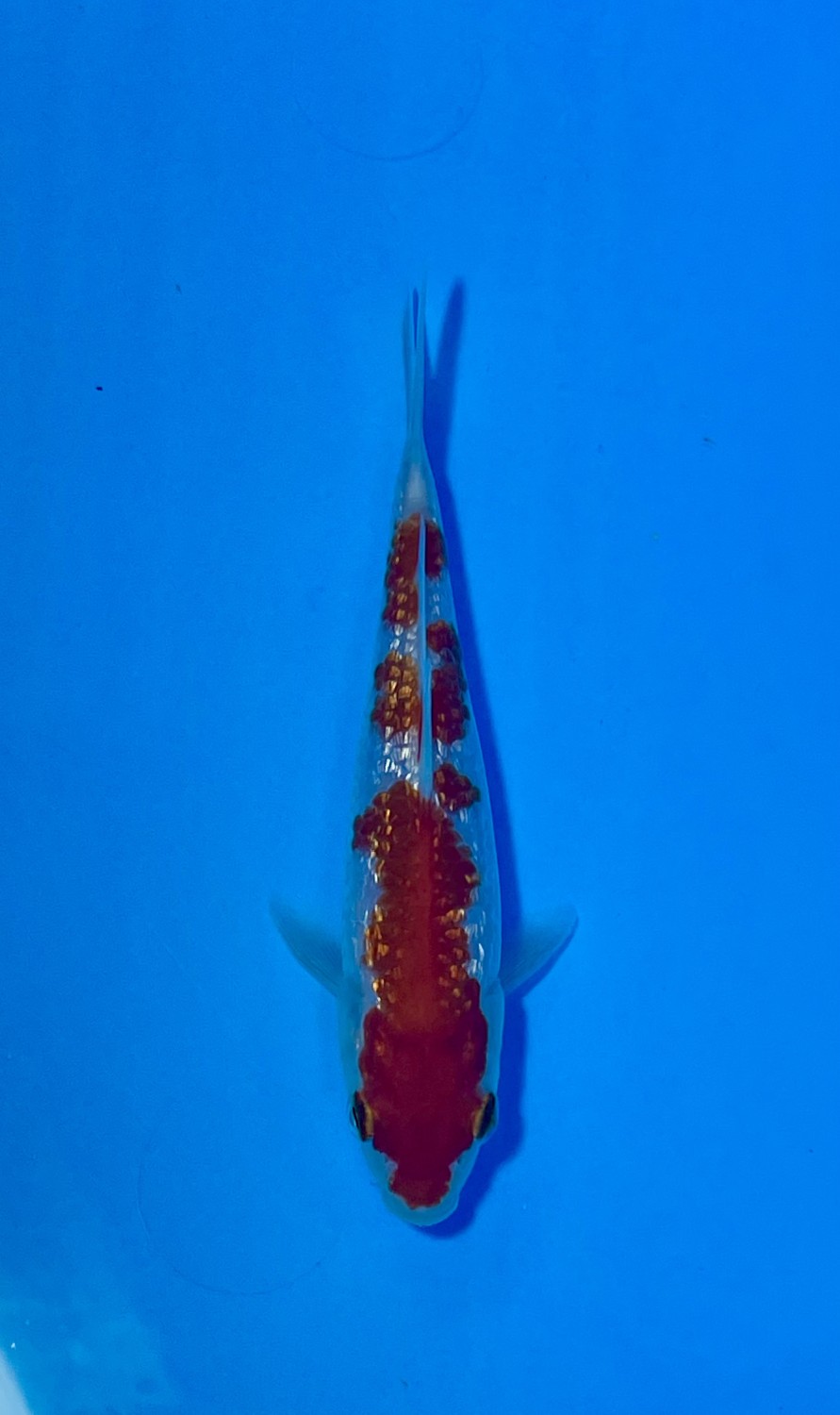 Juara 1