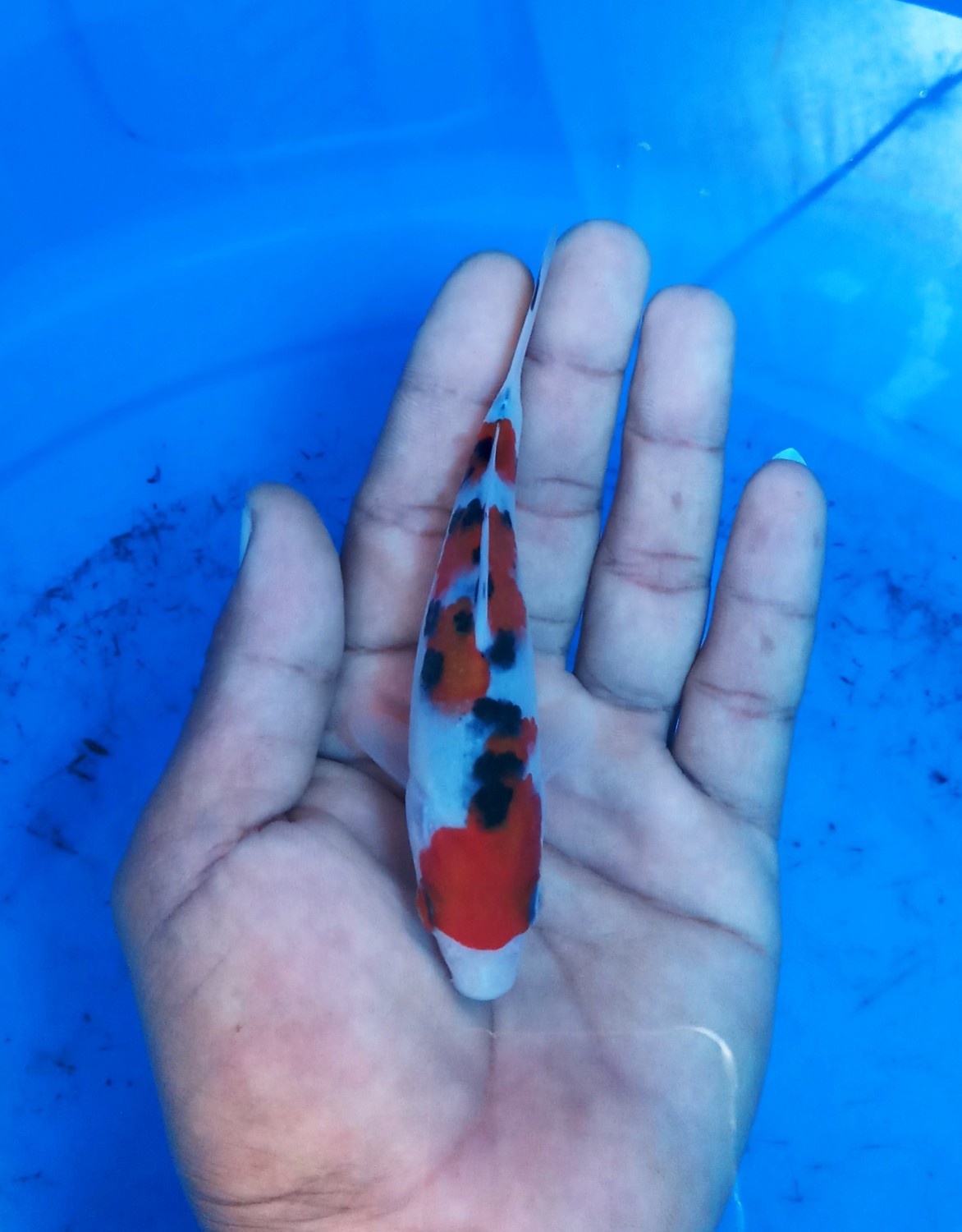 Juara 4