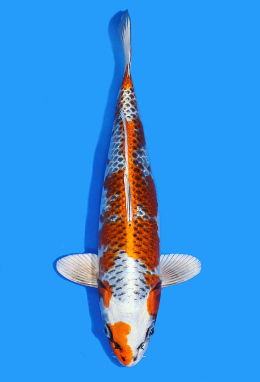 Juara 1