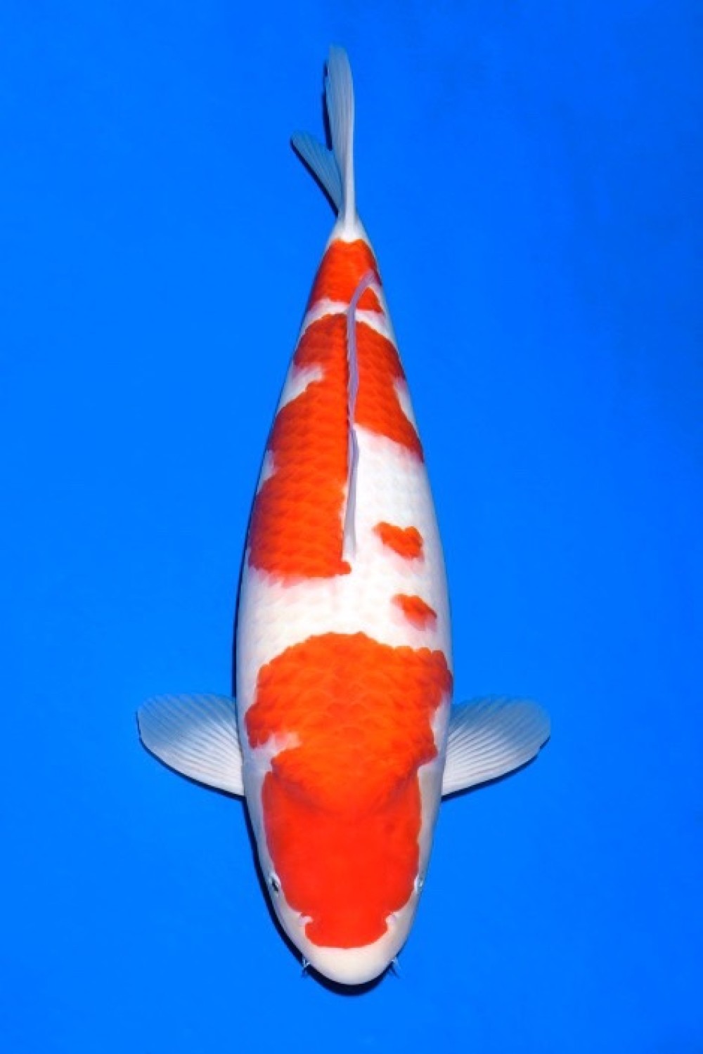 Juara 2