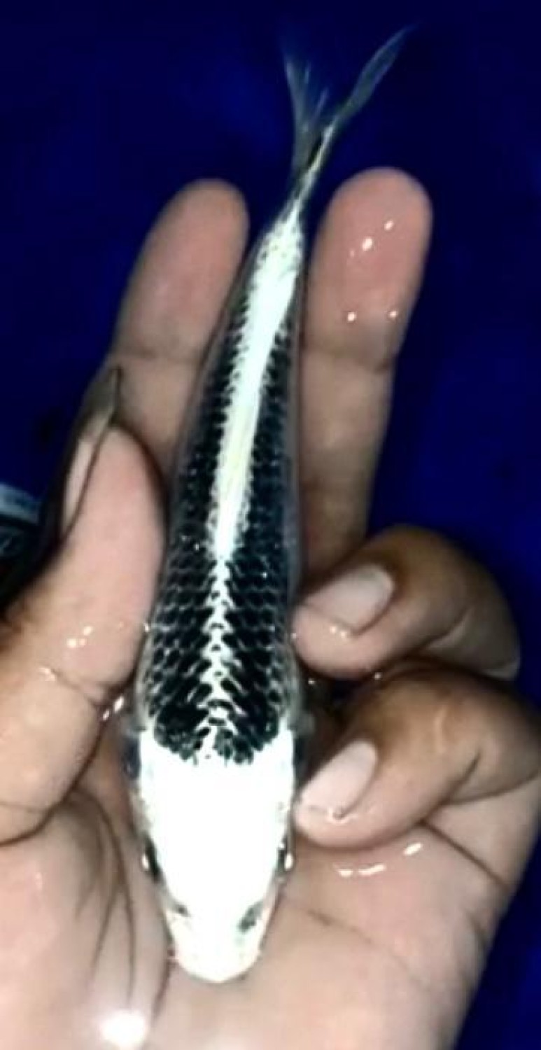 Juara 4