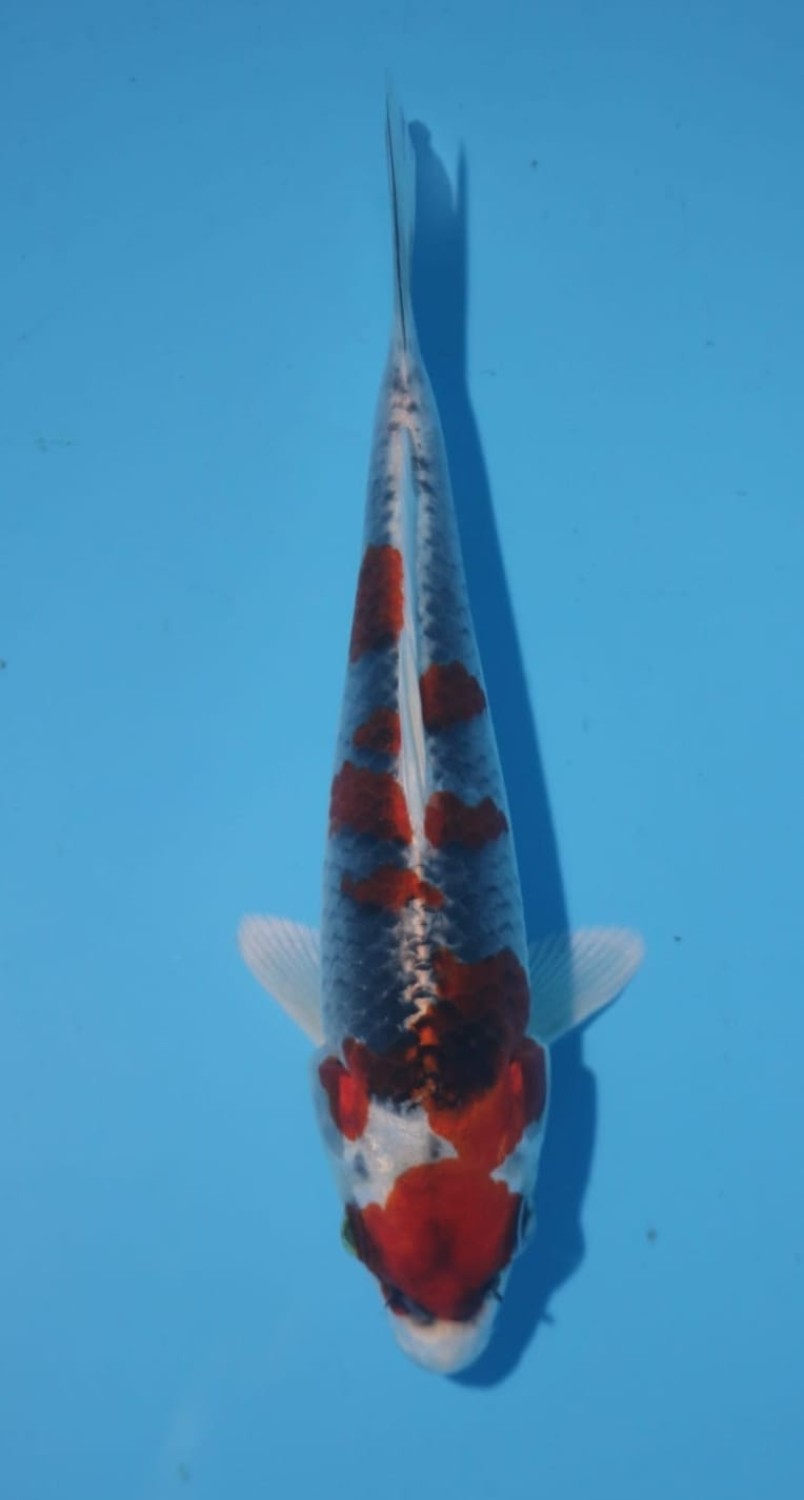 Juara 2