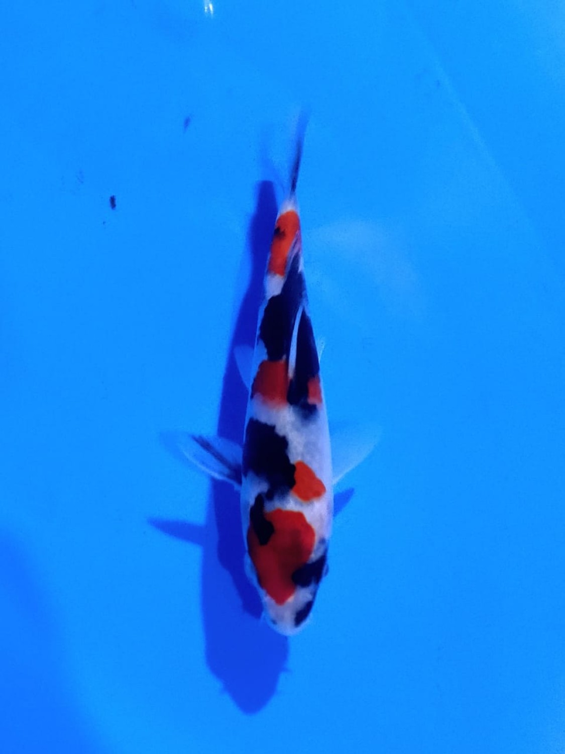Best In Size A Up To 12 cm