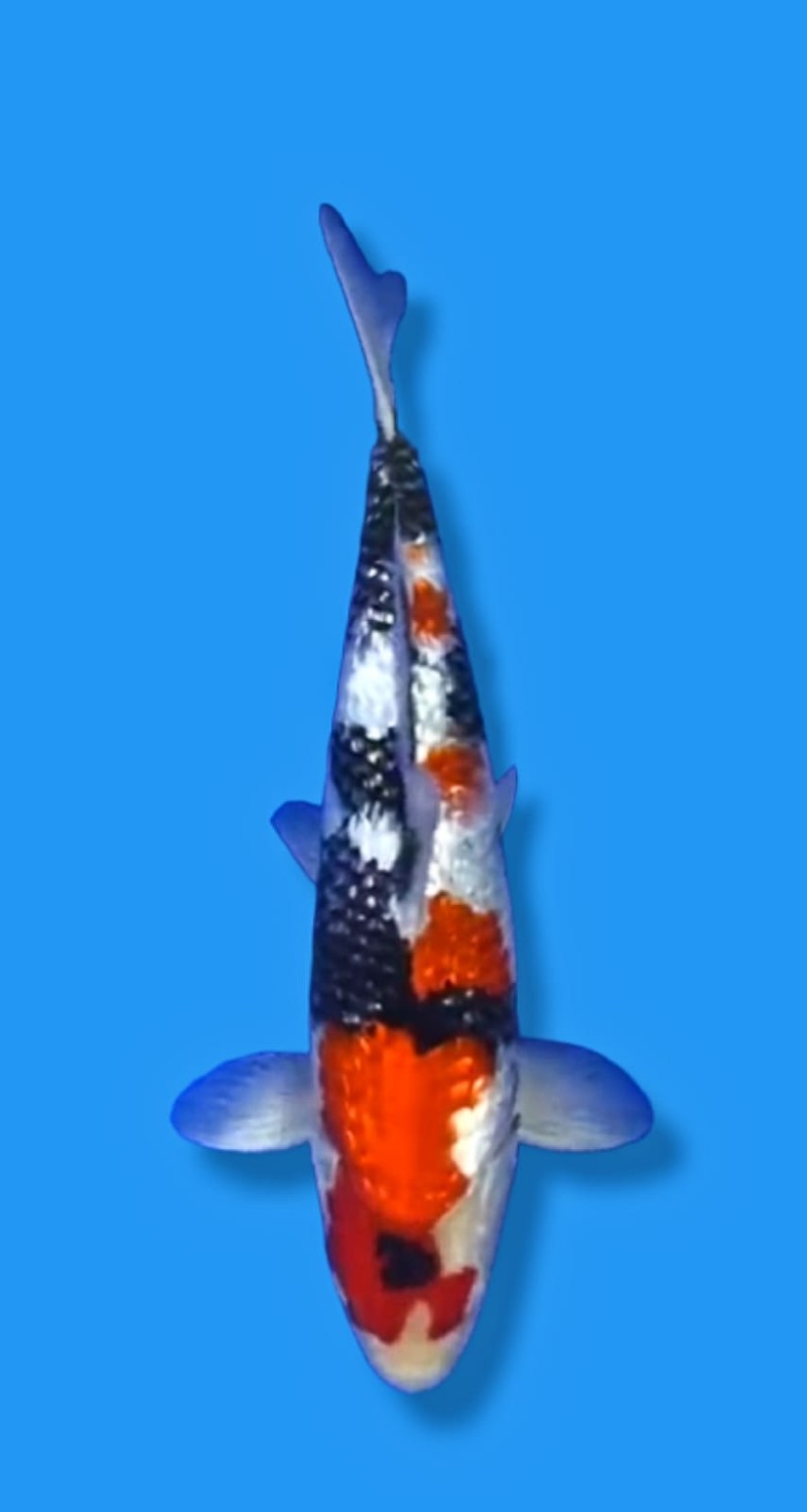 Juara 2