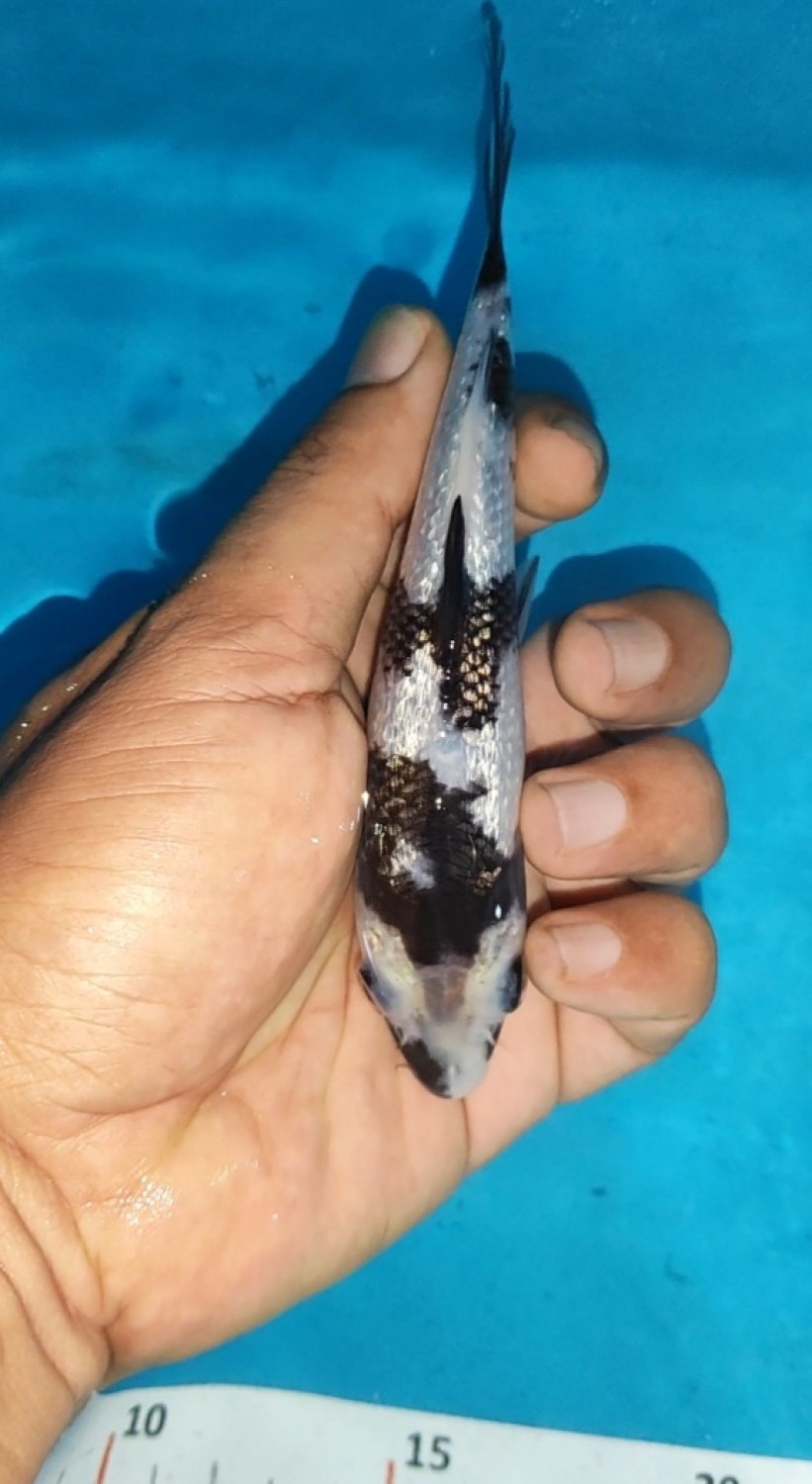 Juara 4
