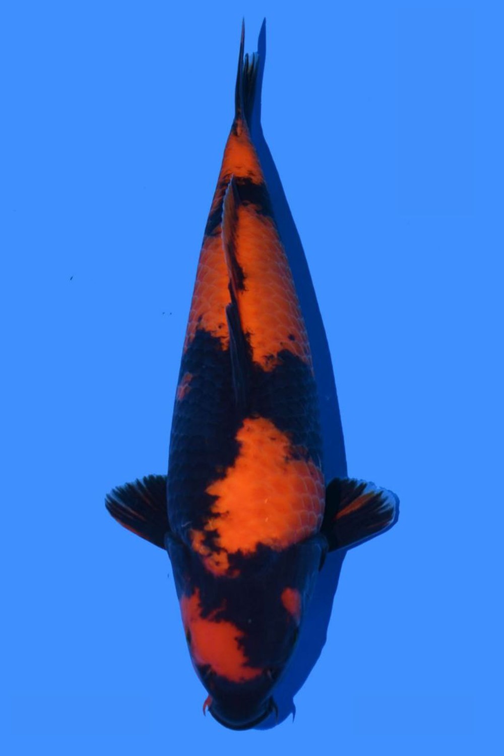 Juara 1