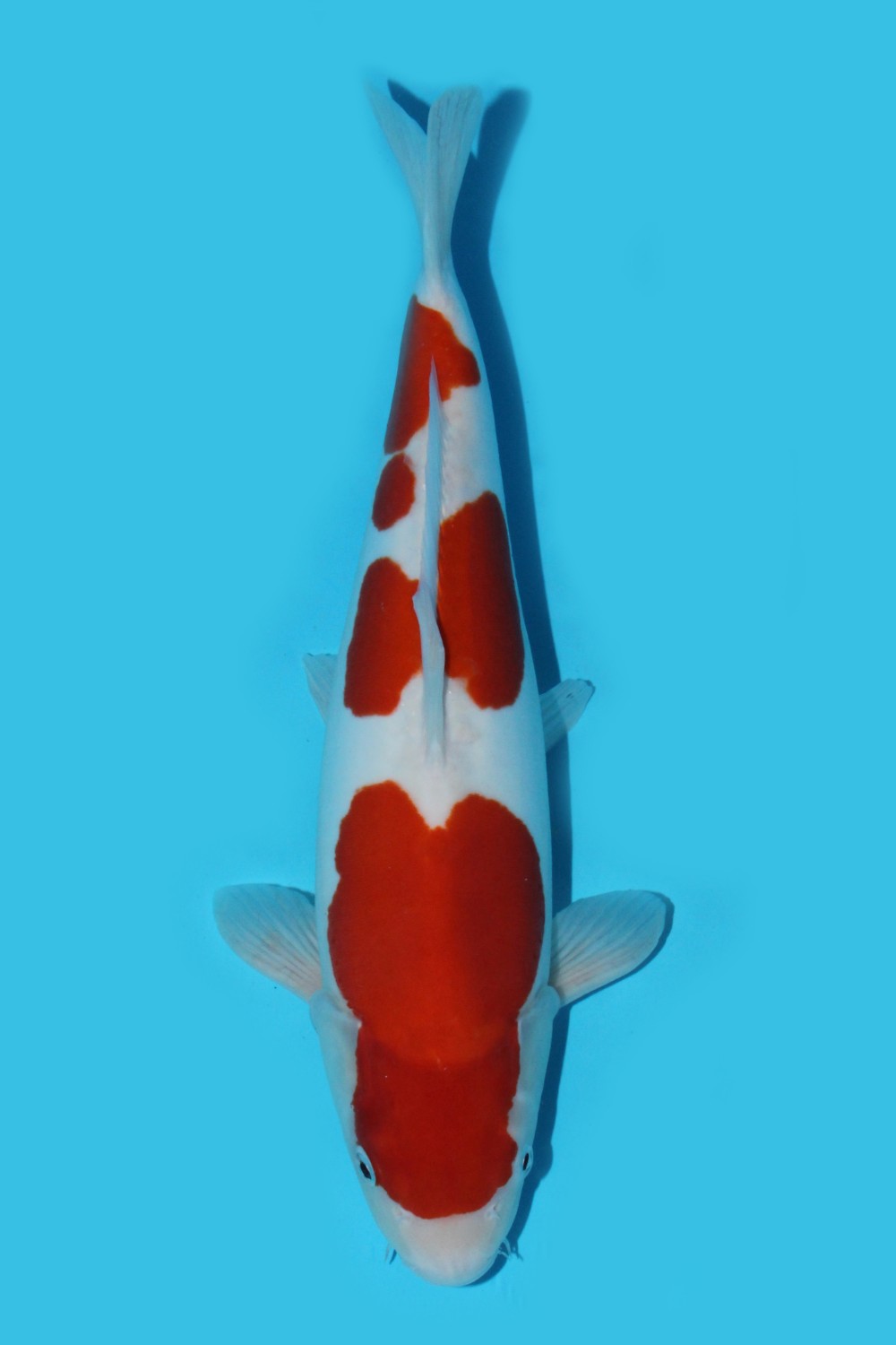 Juara 1