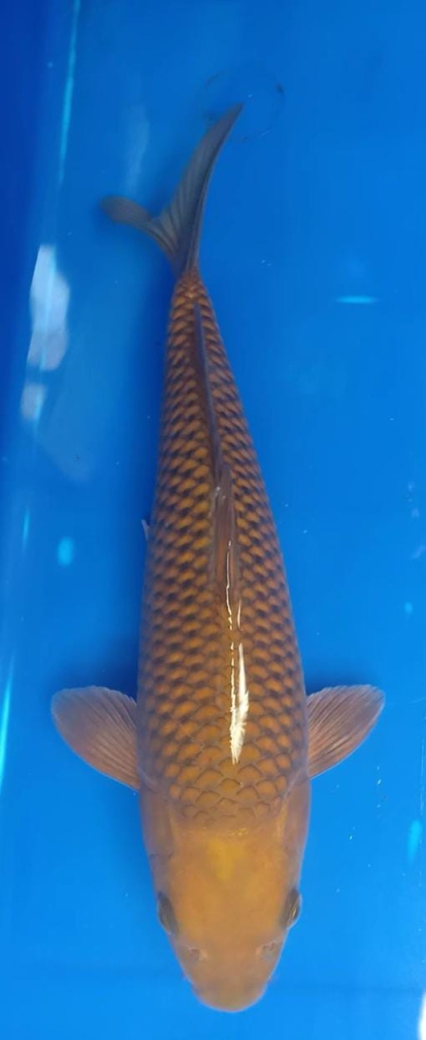 Juara 5