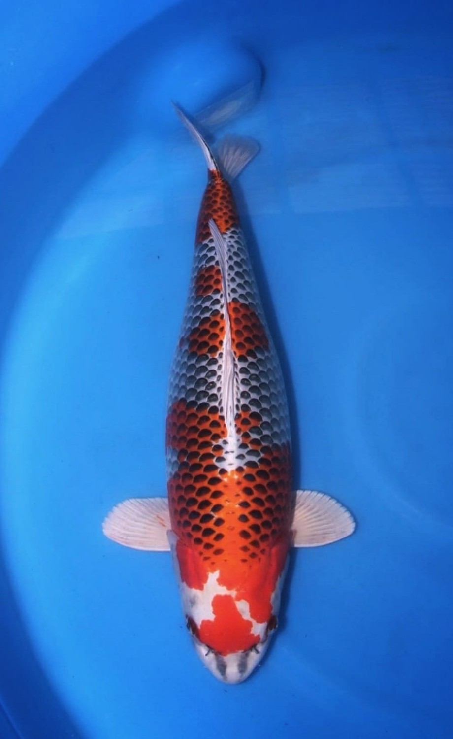 Juara 3