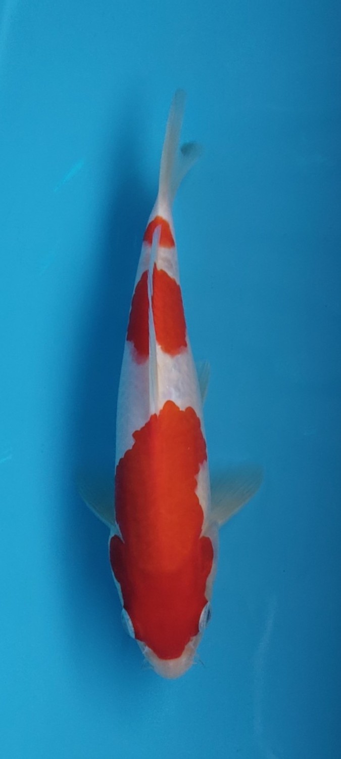 Juara 1