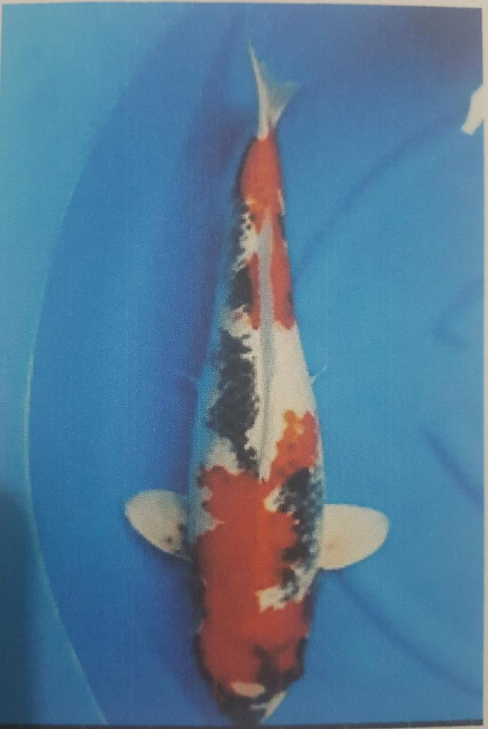 Juara 1