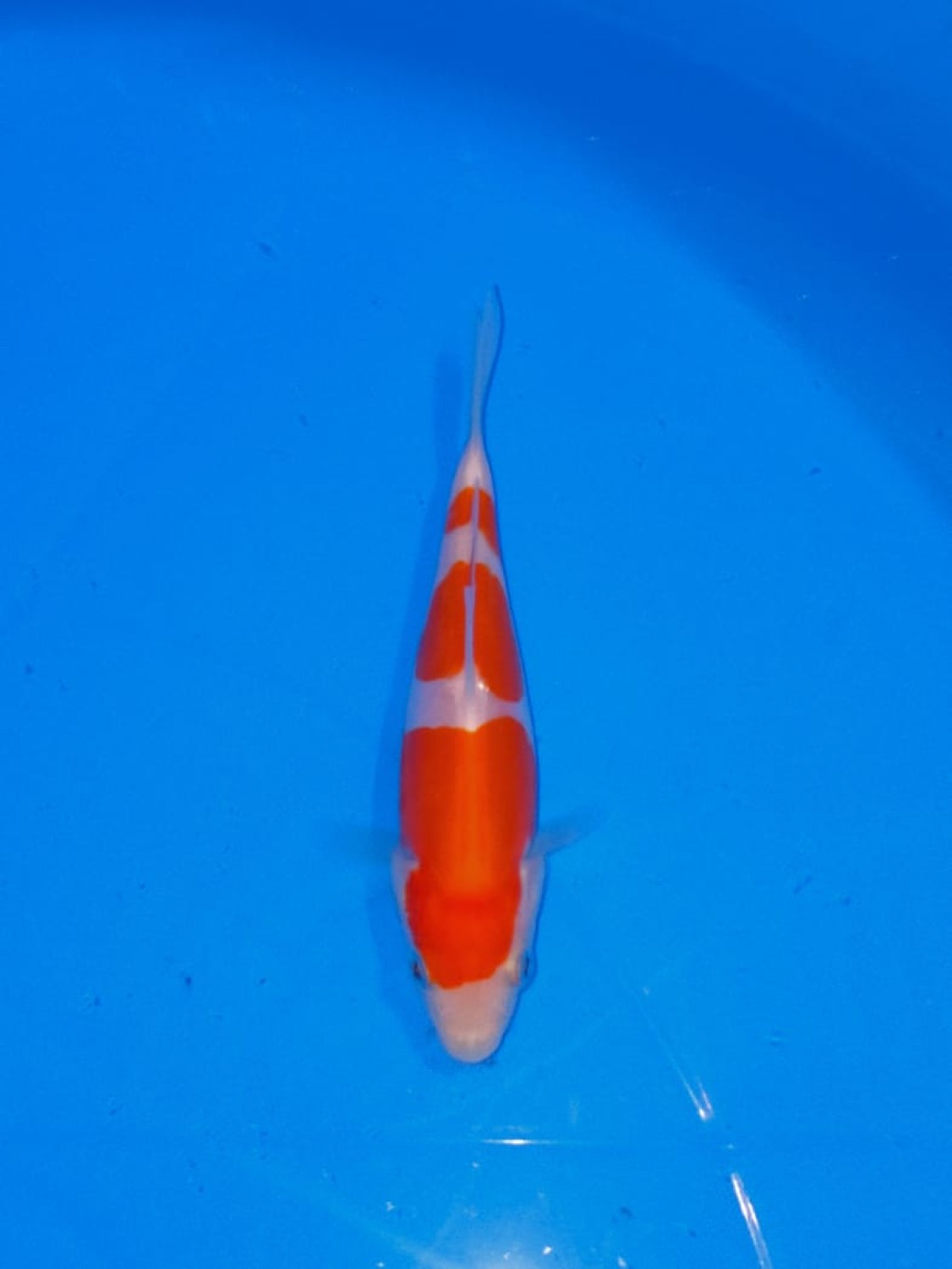 Best In Size C Up To 12 cm