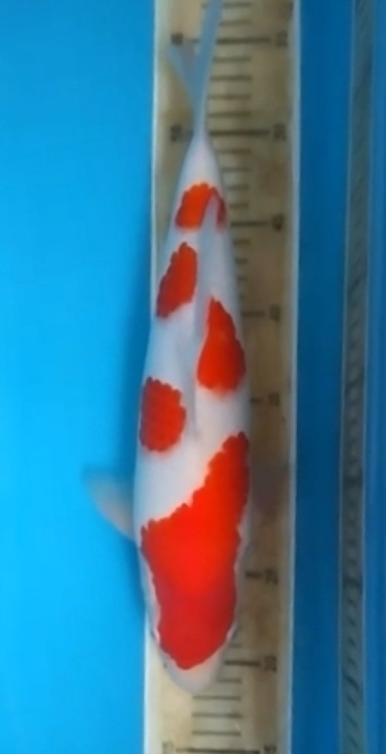 Juara 3